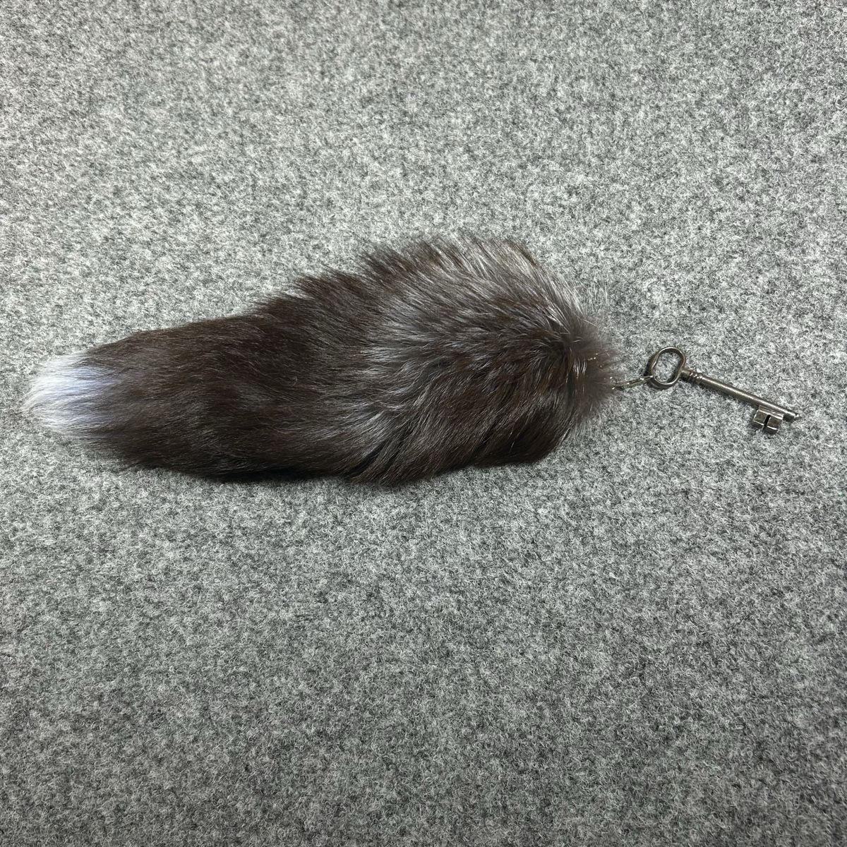 Welt der Tiere: Grey fox Keyed  – Neu (gemäss Beschreibung) aus La Sagne NE von Matlasape 1