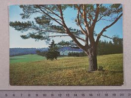 Blick vom Randenhorn gegen Ätzlisloo, 1983