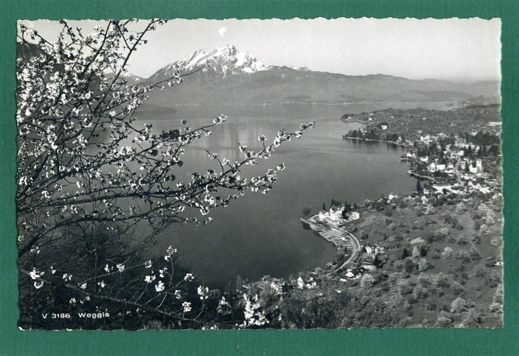 Cartoline postali: Weggis, 1950, gelaufen – Usato da Sargans venduto da Hausi1951