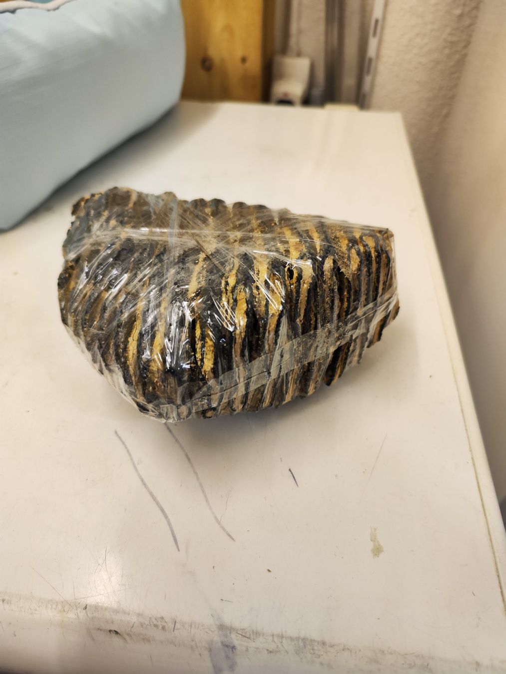 Fossili: Mammut Zahn – Usato da Zürich venduto da turbopuz 3