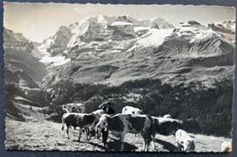 Sennenleben im Kíental / Blick auf Bundalp und Blümlisalp