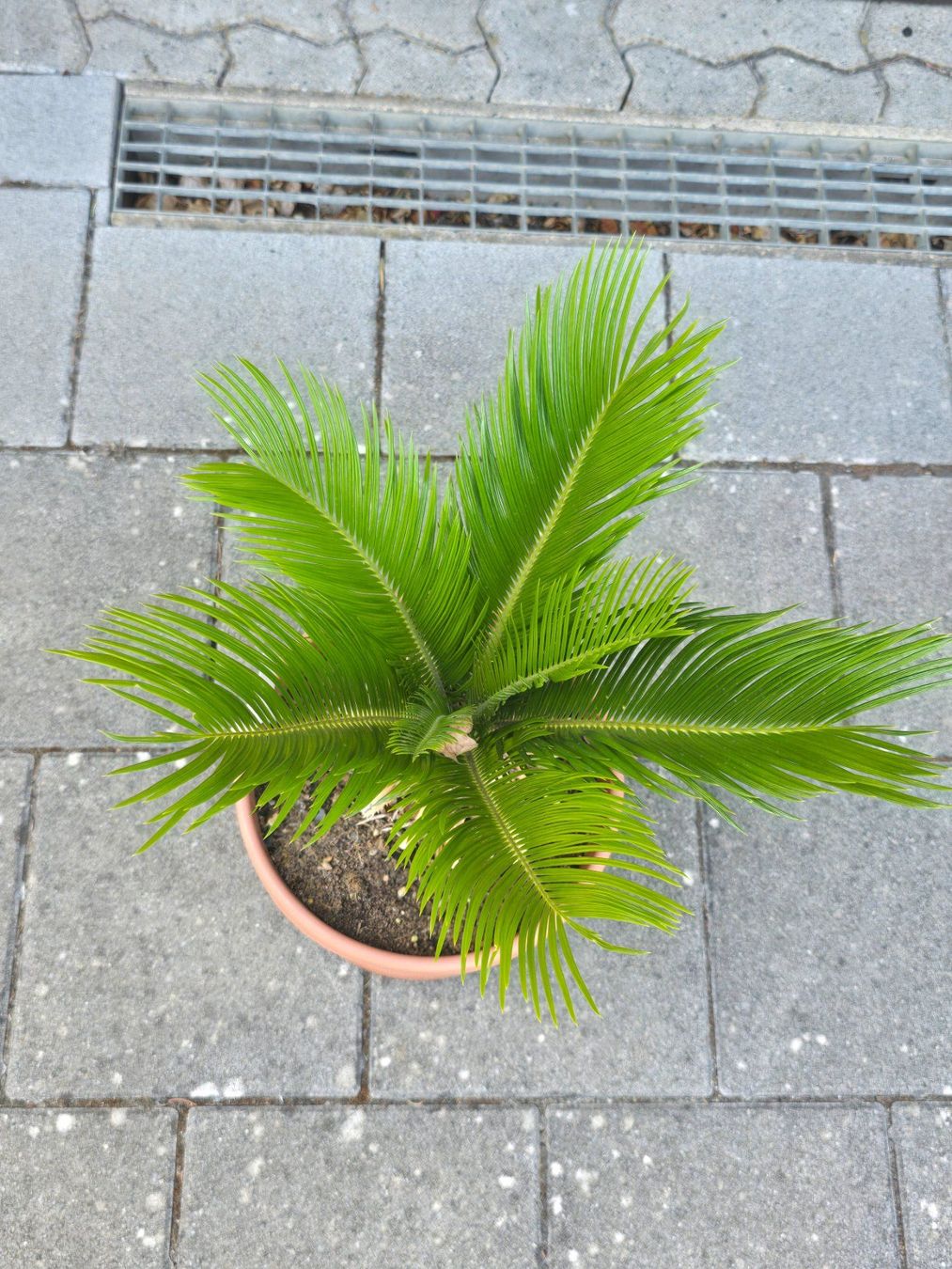 Pflanzen & Samen: Cycas revoluta – Gebraucht aus Aarburg von popkorn65 2
