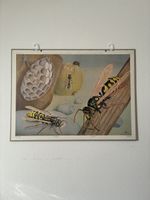 Lehrtafel Wespe Nr. 160 Hans Schwarzenbach, gebraucht