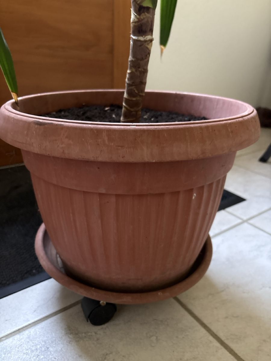 Plantes & graines: Yucca Palme im Topf mit Untersetzer – Neuf (Voir description) à Basel par ann_7w6q 5