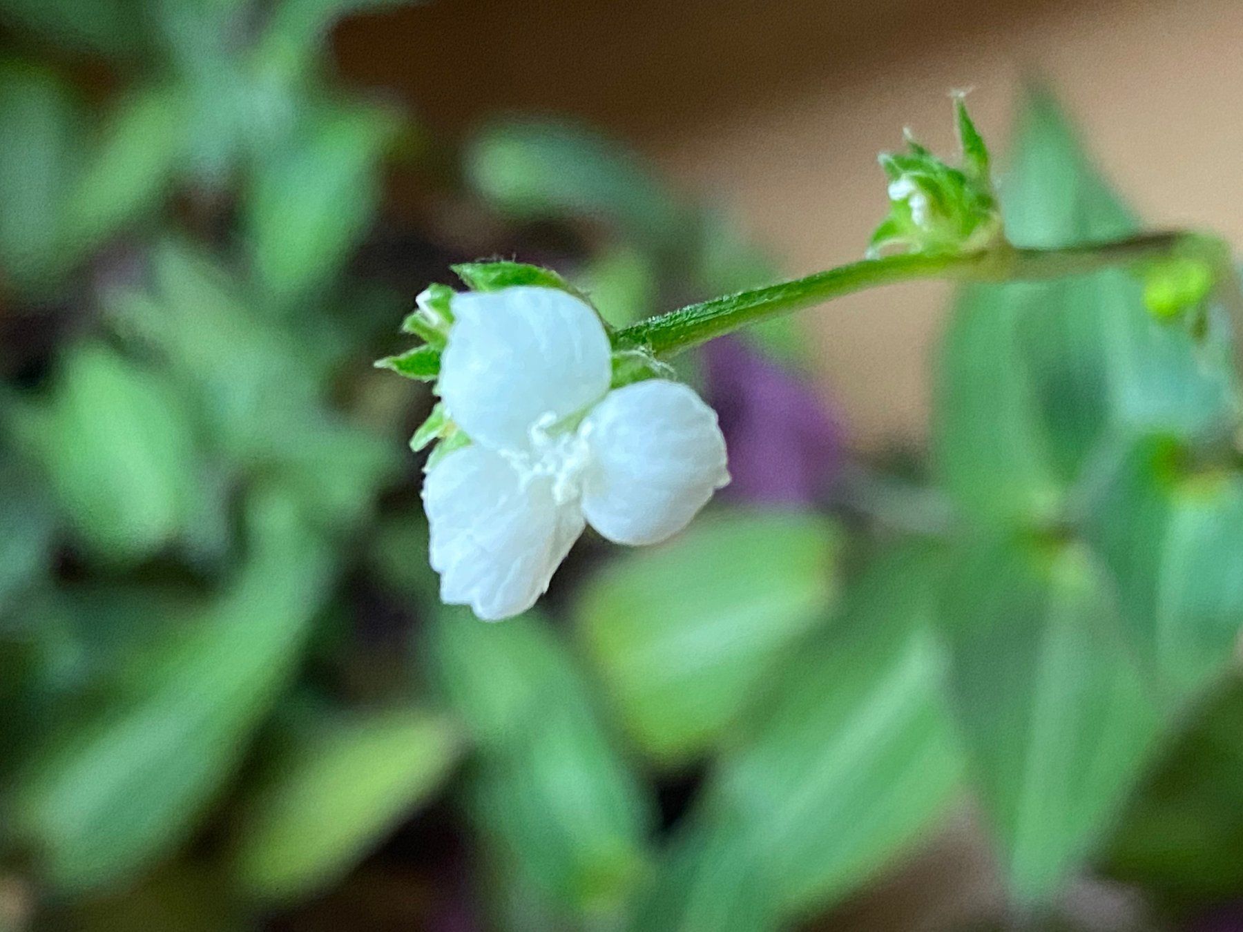 Piante & sementi: Callisia elegans - Schönpolster – Nuovo (secondo la descrizione) da Winterthur venduto da Aniger 3