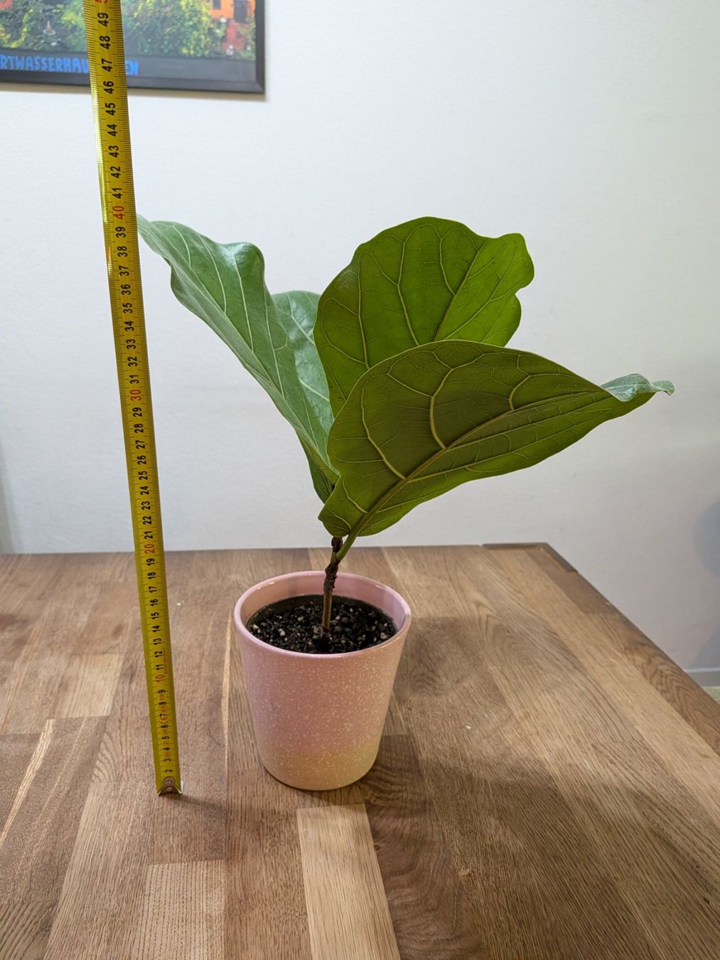 Pflanzen & Samen: Ficus Lyrata (geigenfeige) – Gebraucht aus Bern von Hydrom 2