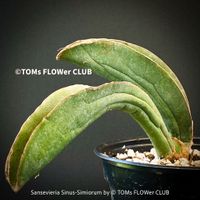 Sansevieria Sinus-Simiorum - extrem langsam wachsend