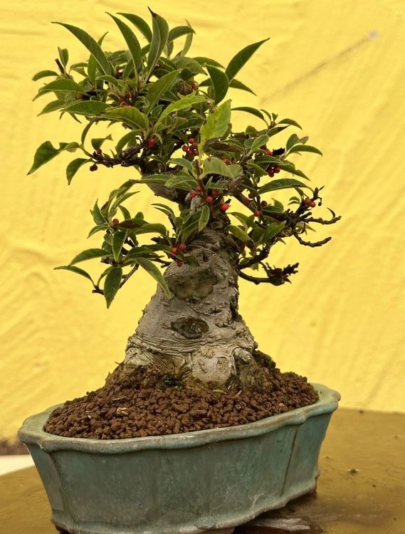 Shohin Bonsai Ilex Serrata Koshobai in Tokoname 29 Jahre alt Kaufen