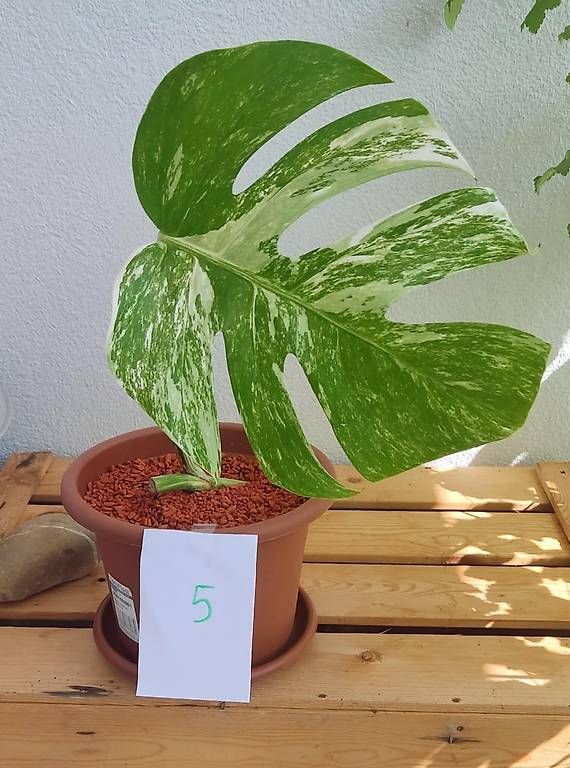 Piante & sementi: Monstera Deliciosa Albo Variegata – Nuovo (secondo la descrizione) da Ebnat-Kappel venduto da Zearara