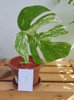 Monstera Deliciosa Albo Variegata