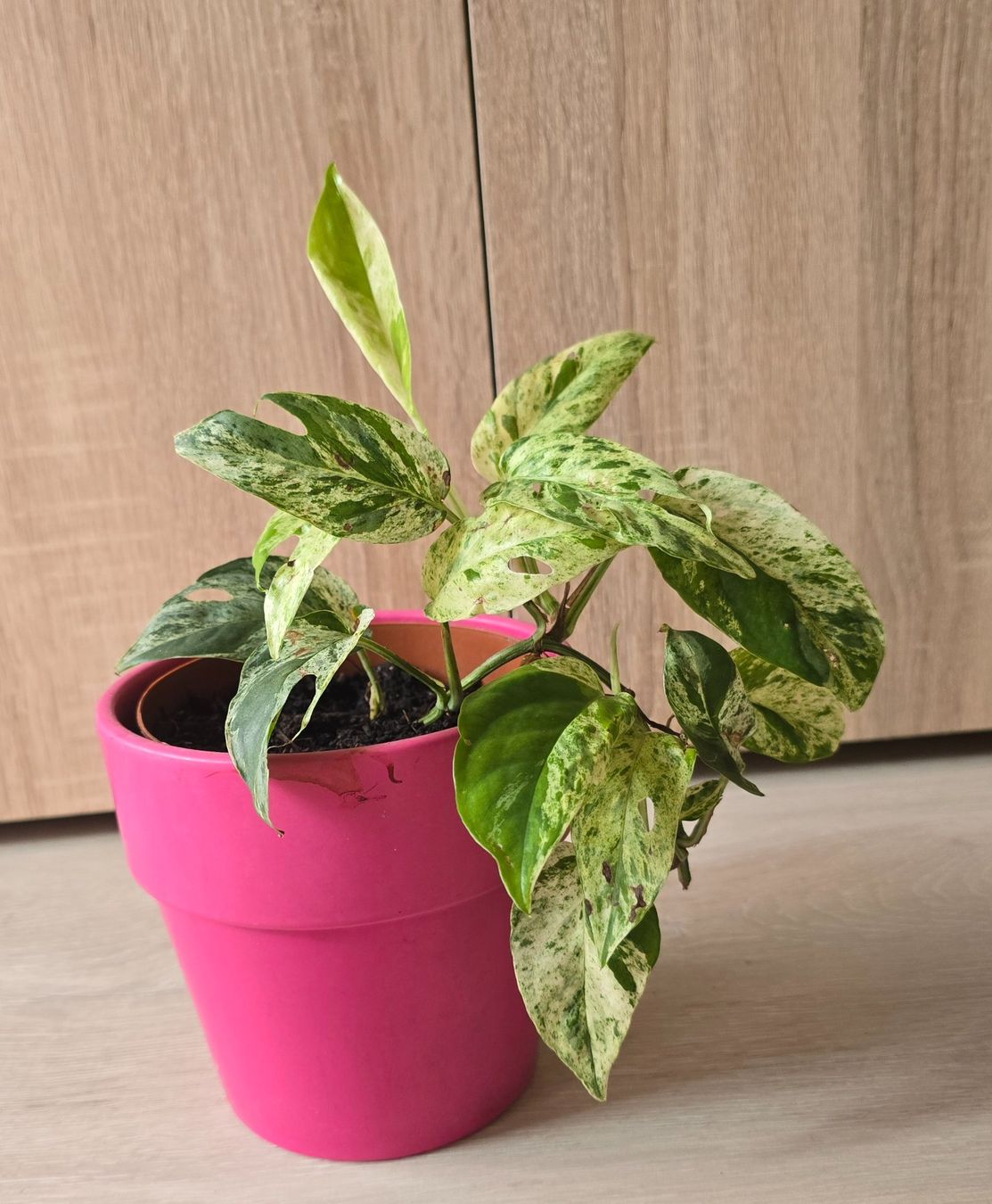 Piante & sementi: Epipremnum marble variegata – Usato da Aarburg venduto da Glitzerschein 3