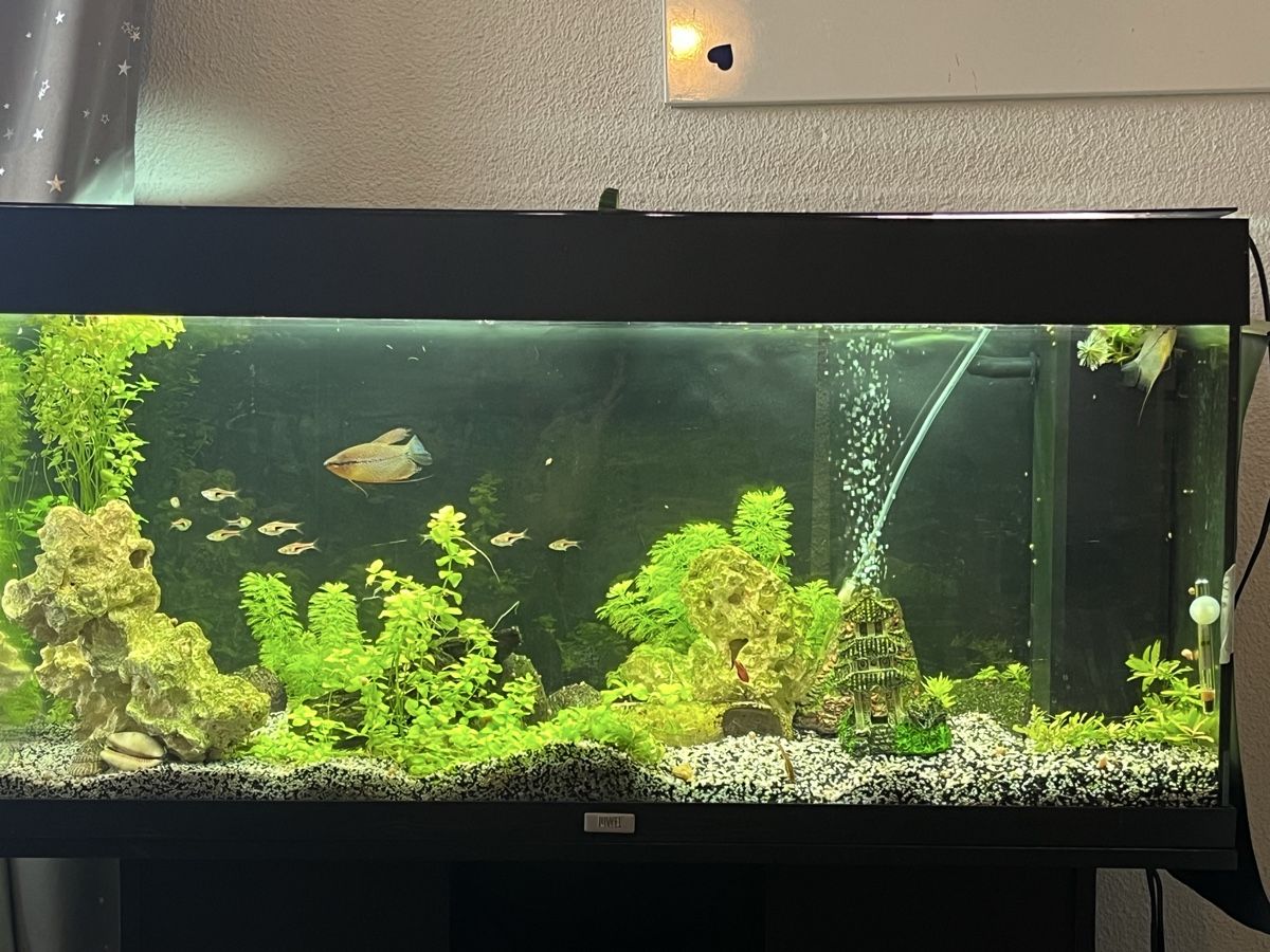 Aquarium: Aquarium – D'occasion à Nänikon par Baetzi10 1