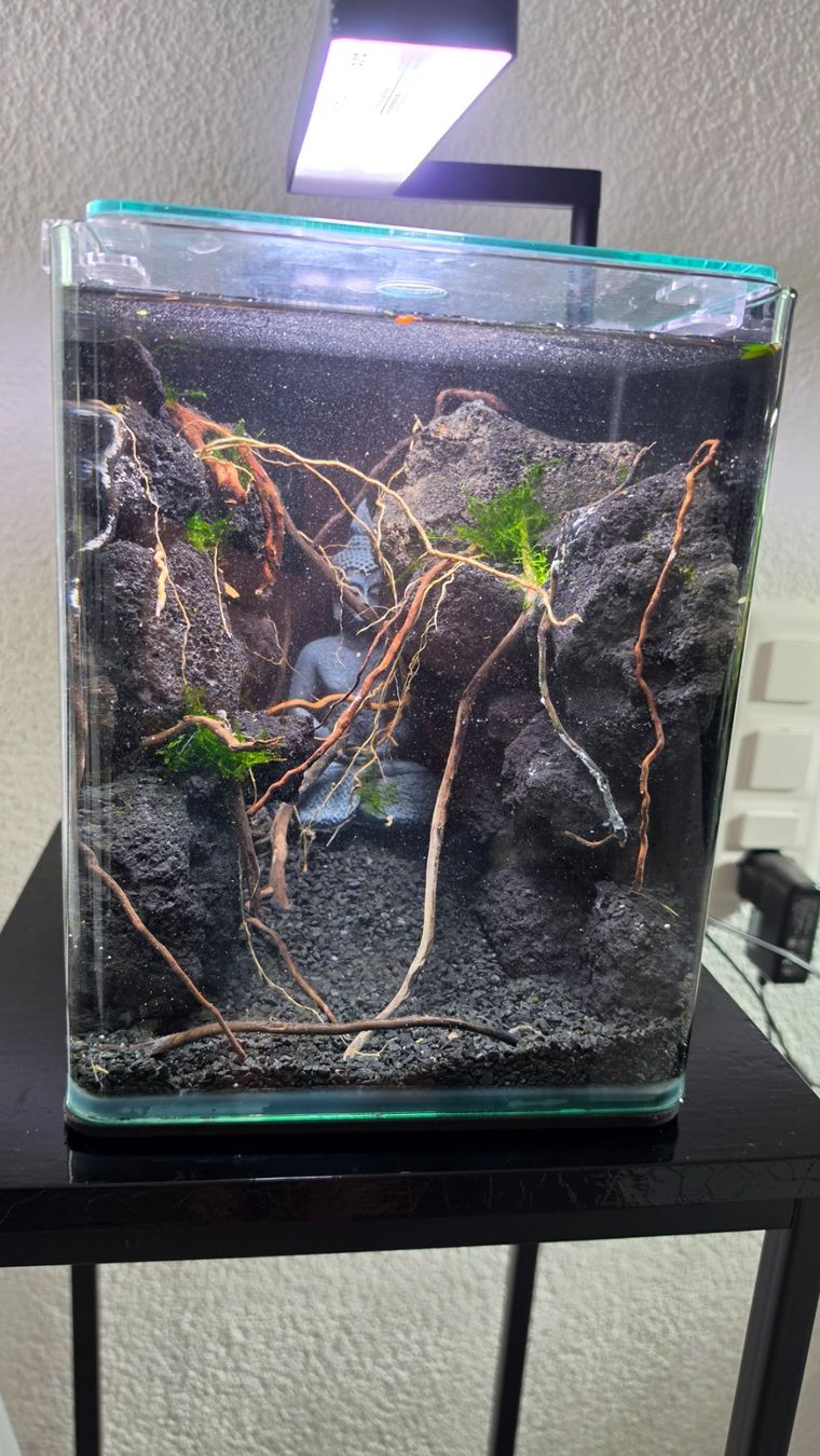 Acquari: Nano Aquarium Schlucht imitation – Usato da Obergerlafingen venduto da Deluxepoint 2