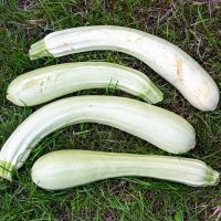 Courgette Bianca Di Sicilia / Blanche de Sicile (longue) 15g