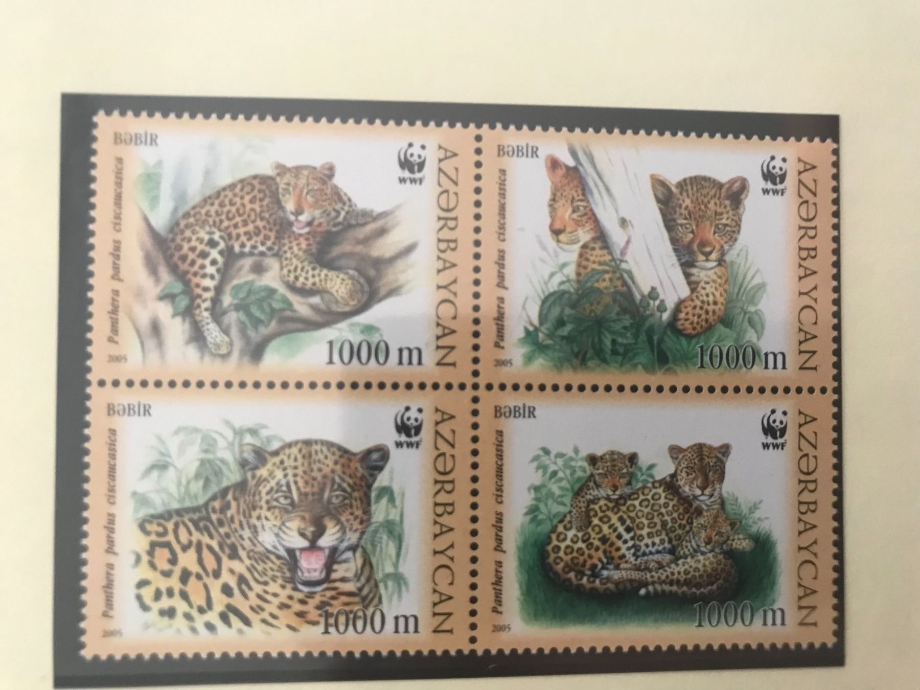 Tutti i francobolli: Aserbaidschan 2005 Satz WWF Leopard postfrisch – Nuovo (secondo la descrizione) da Liestal venduto da schnueps
