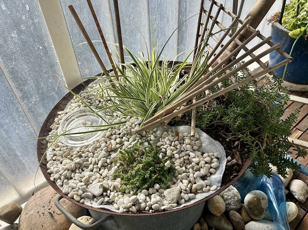 Pots de fleurs: Bepflanzter Wok  – Neuf avec emballage d'origine à Frauenfeld par Irene.Schuppli 4