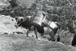 Zeneggen  VS  -  Ochsen  /  Brenten - Transport