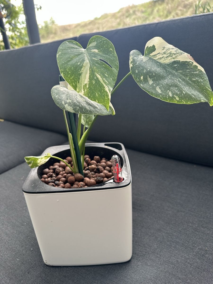 Monstera Thai Constellation, inkl. Topf, Hydrokultur (Gebraucht) in  Ueberstorf fr CHF 89  nur Abholung auf Ricardo kaufen