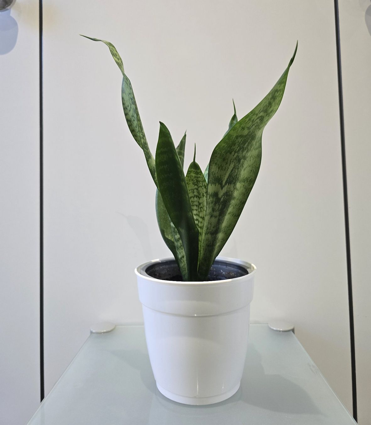 Pflanzen & Samen: Pflanze Sansevieria / Bogenhanf 39 cm – Gebraucht aus Oetwil an der Limmat von dhantal 7