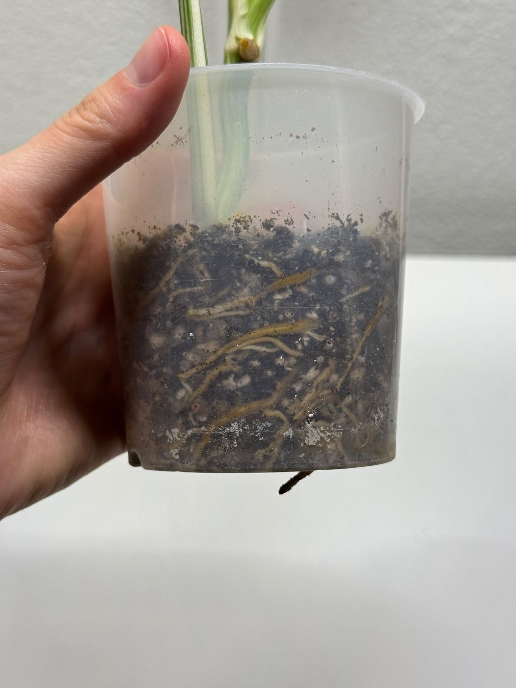 Pflanzen & Samen: Monstera Albo Ableger – Gebraucht aus Goldau von pflanzly 2