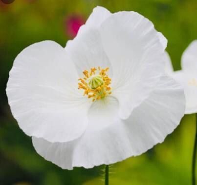 Pflanzen & Samen: 50 SAMEN GRAINES SEMI SEEDS WEIßER MOHN – Neu und originalverpackt aus Rovio von POSITIFFARTandPLANTS