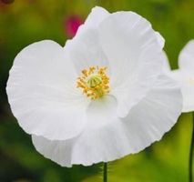 Ab 5.- fr !!!  5 SAMEN GRAINES SEMI SEEDS WEIßER MOHN‪‪‪