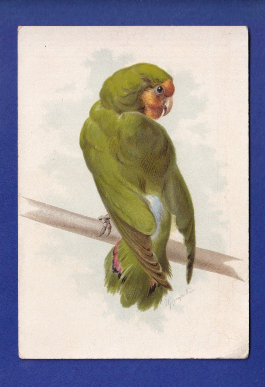 Ansichtskarten: OISEAU - Perroquet – Gebraucht aus Pully von nicecards-shop