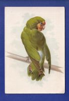 OISEAU - Perroquet