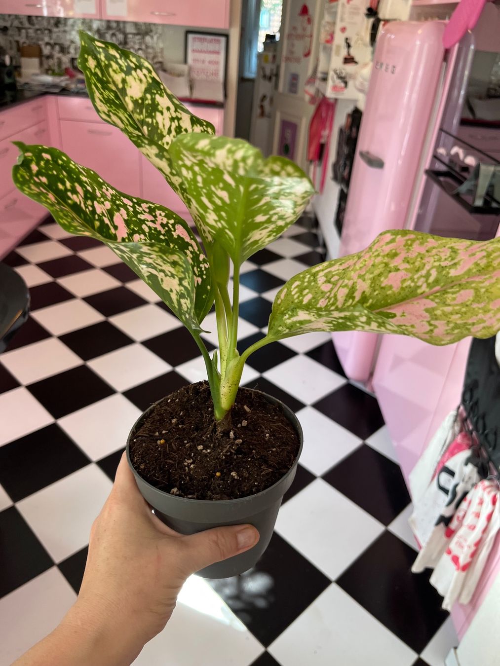 Piante & sementi: Aglaonema plante d’intérieur – Usato da Porrentruy venduto da Madamebovary 1