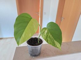 Monstera Deliciosa Aurea