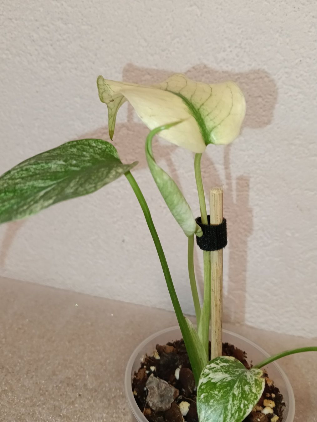 Piante & sementi: Monstera Deliciosa Mint – Nuovo (secondo la descrizione) da schöftland venduto da UniquePlants 2