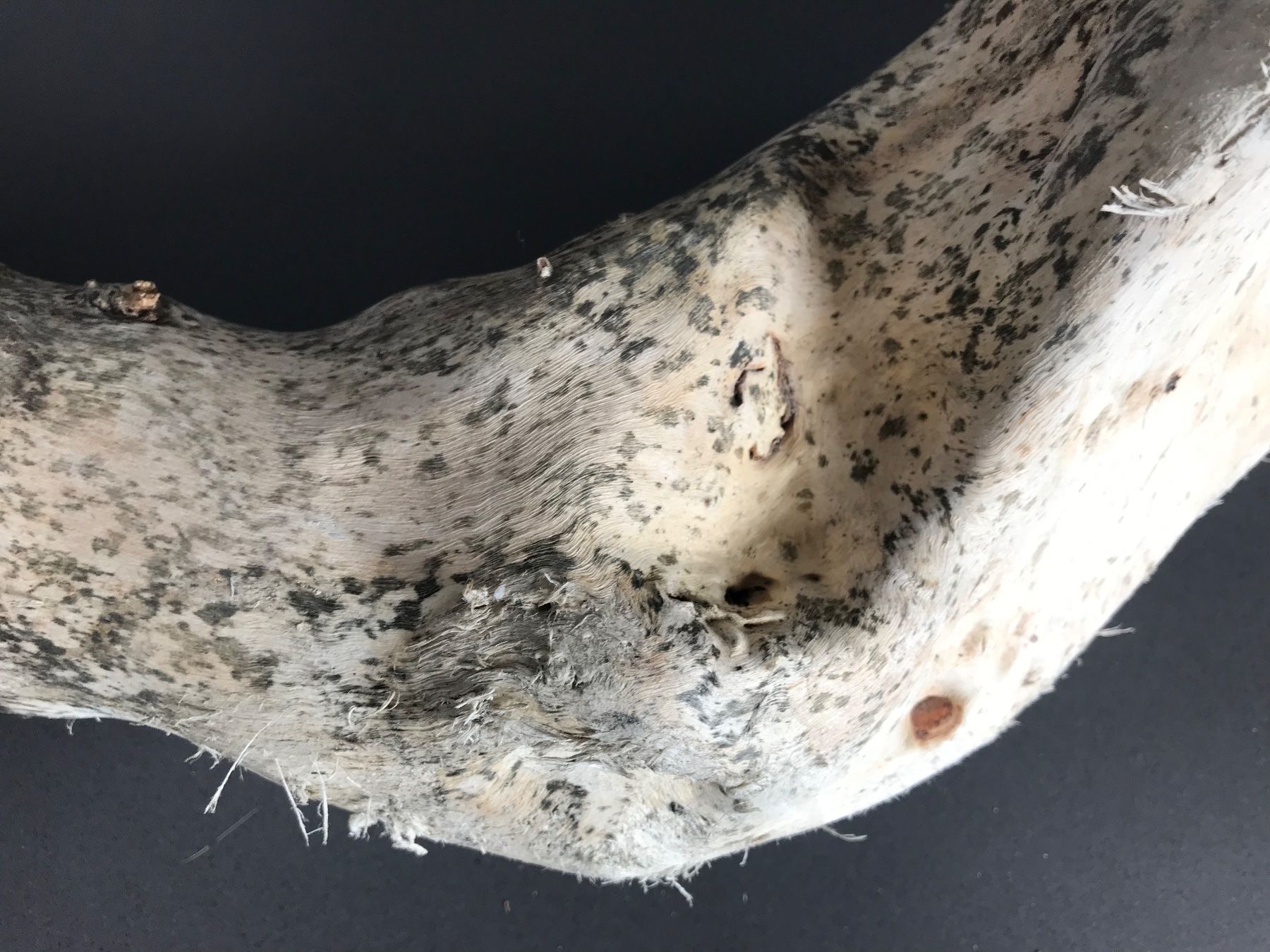 Articoli in legno: Schwemmholz – Nuovo (secondo la descrizione) da Vicosoprano venduto da moikka 4