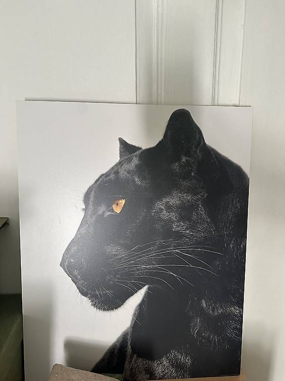 Foto & Immagini: 3 Raubkatzen Bilder – Usato da Dübendorf venduto da ser_v5wy 2