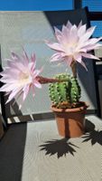 Sehr blühfreudiger Kaktus Echinopsis, in 15cm Topf,14cm hoch
