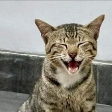 Profile image of meerow
