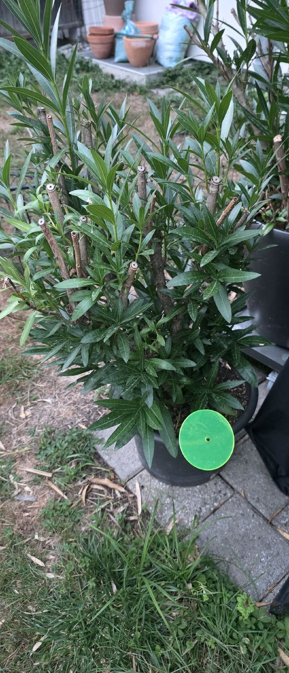 Pflanzen & Samen: Oleander Pflanze im Topf ca. 130 cm hoch – Gebraucht aus Riedikon von Winter21.