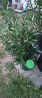 Oleander Pflanze im Topf ca. 130 cm hoch