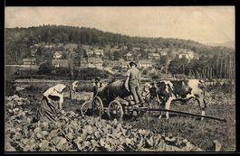AK Aarau, 1. Aargauische kantonale Landwirtschaftliche Ausst