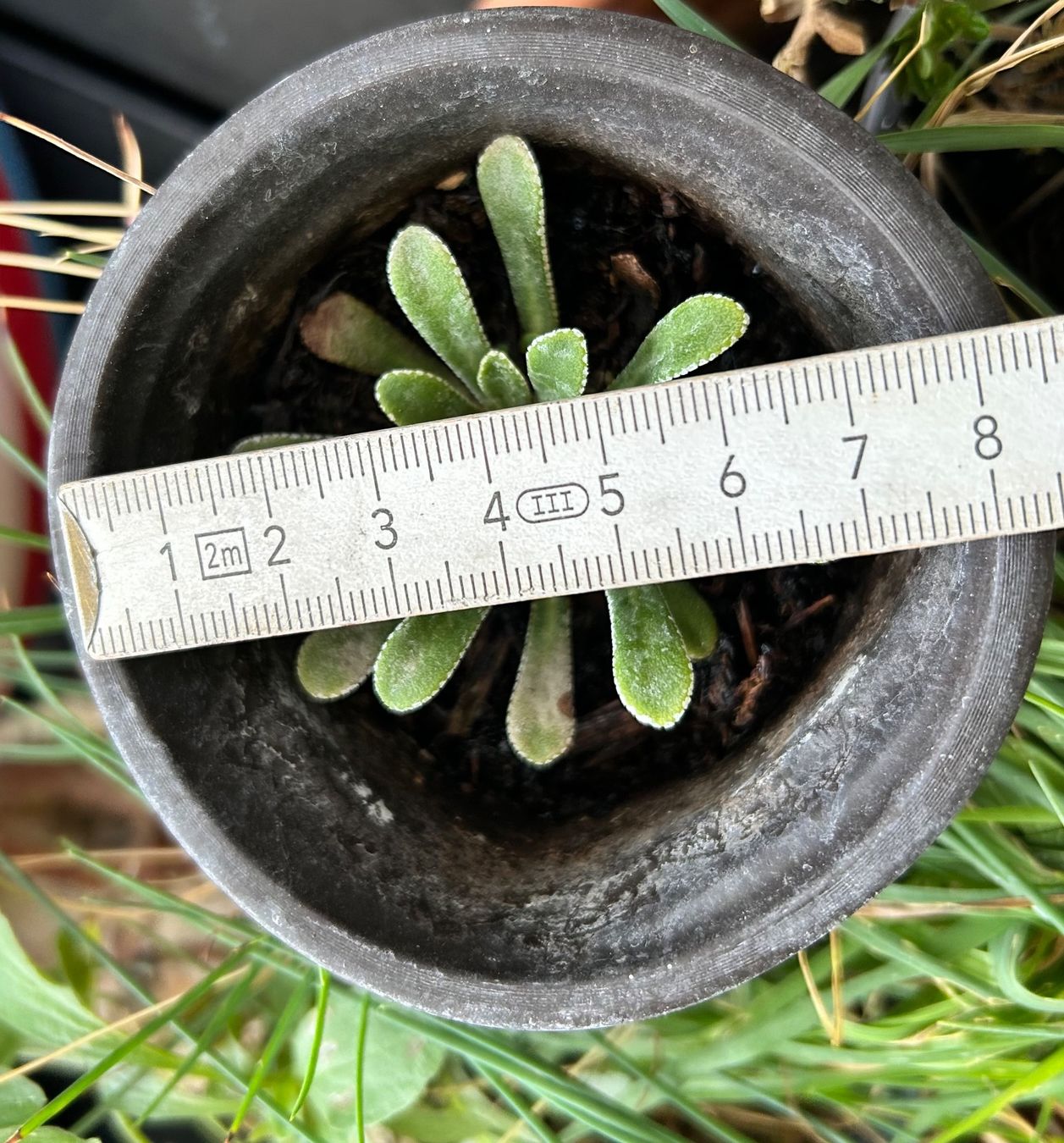 Piante & sementi: LÖFFELBLÄTTRIGER STEINBRECH - SAXIFRAGA COCHLEARIS RCHB. – Nuovo (secondo la descrizione) da Buchs AG venduto da fischli610 9
