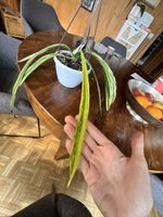 💚🤍💛 Wunderschöne Anthurium Vittarifolium Variegata 💛🤍💚