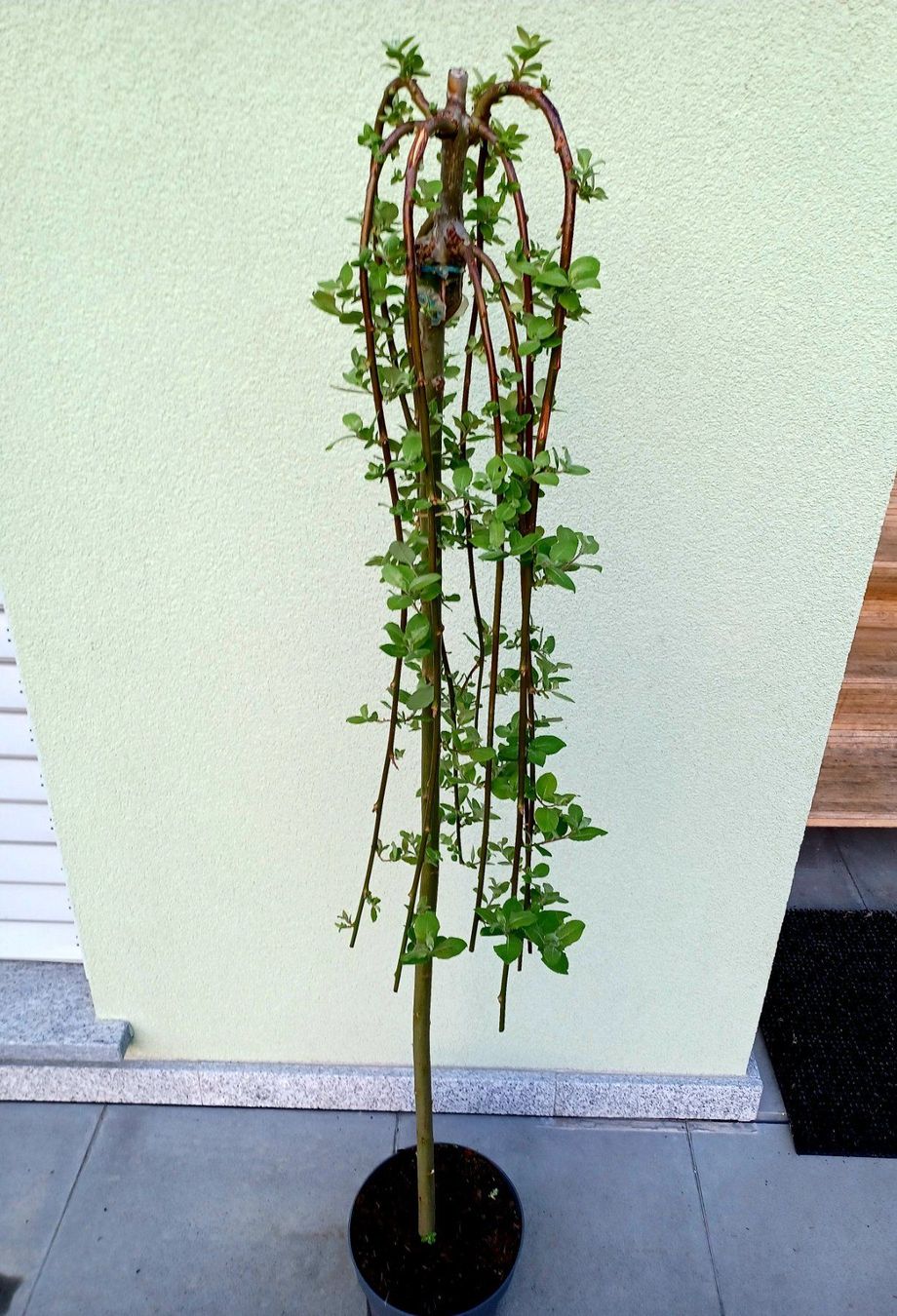 Piante & sementi: 50 cm Hängeweide SALIX CAPREA KILMANROCK – Nuovo e nell'imballaggio originale da Rovio venduto da POSITIFFARTandPLANTS
