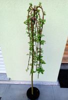 50 cm Hängeweide SALIX CAPREA KILMANROCK