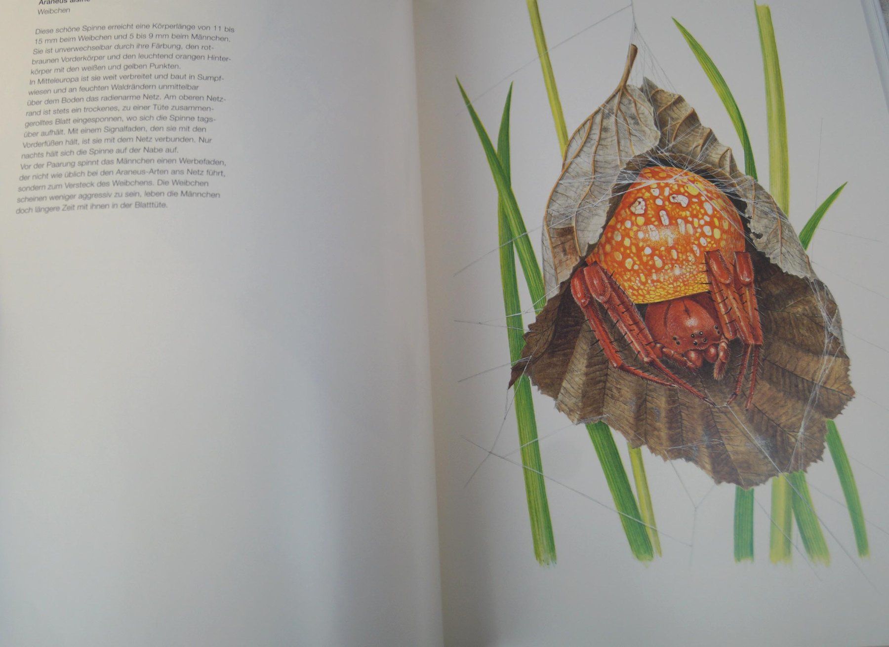 Bücher: Seltenes Spinnenbuch "Begegnungen mit der Spinne" Max Frei – Gebraucht aus Härkingen von sammelbecken 3