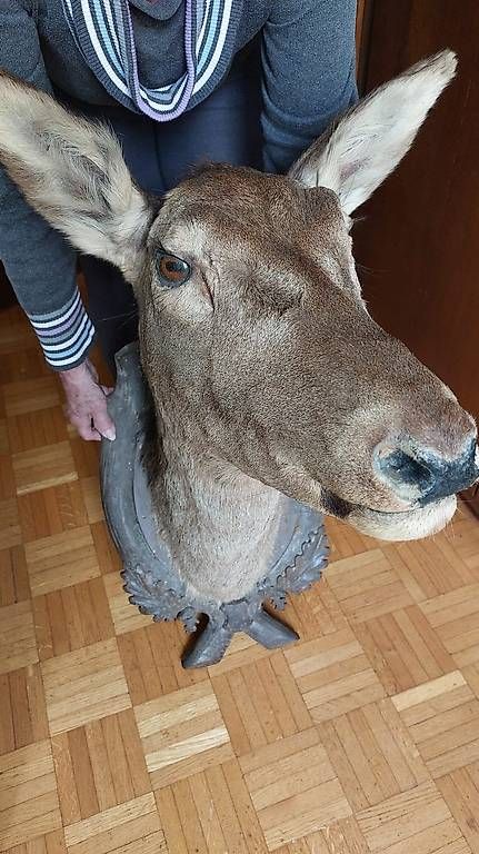 Il mondo degli animali: Animali imbalsamati – Usato da muzzano venduto da Sera72 2
