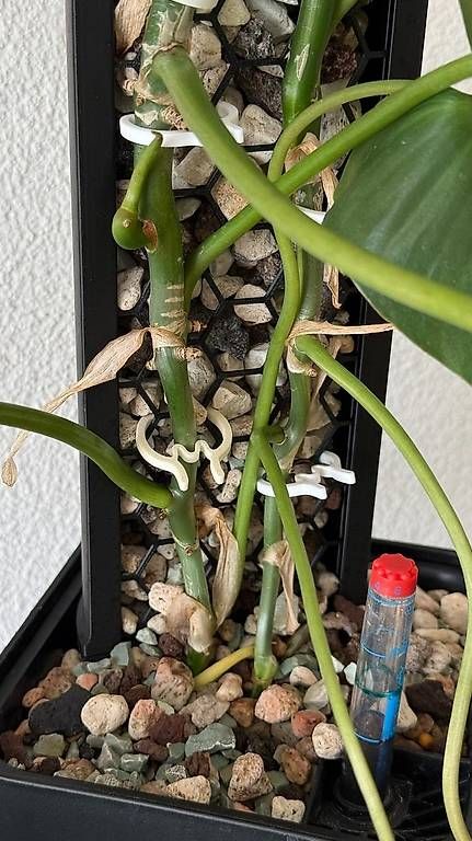 Pflanzen & Samen: Philodendron Burle Marx variegata, Mosspole – Gebraucht aus Aadorf von Arkabraa 1