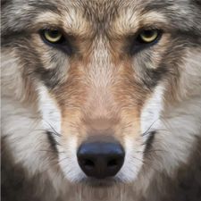 Profile image of bravewolf