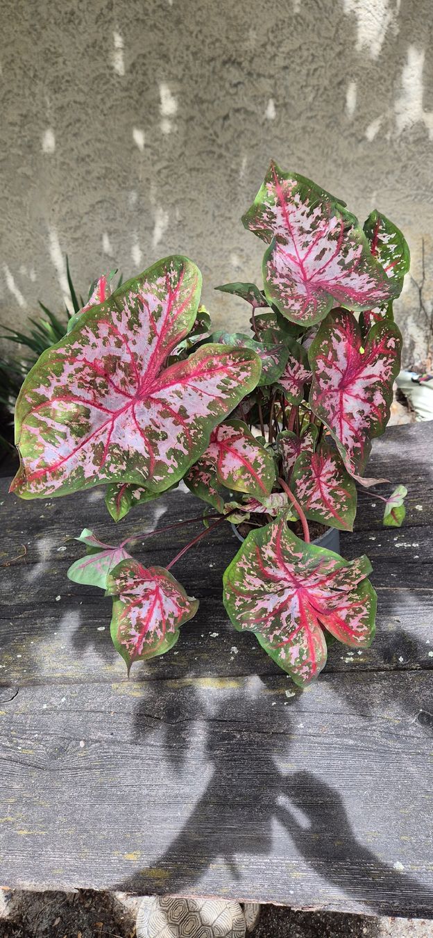Pflanzen & Samen: caladium – Gebraucht aus Genthod von Lenas9 1