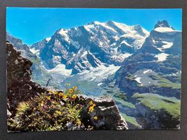 Blumenpracht bei Dürrenbergalp, Kiental Blümlisalpgruppe