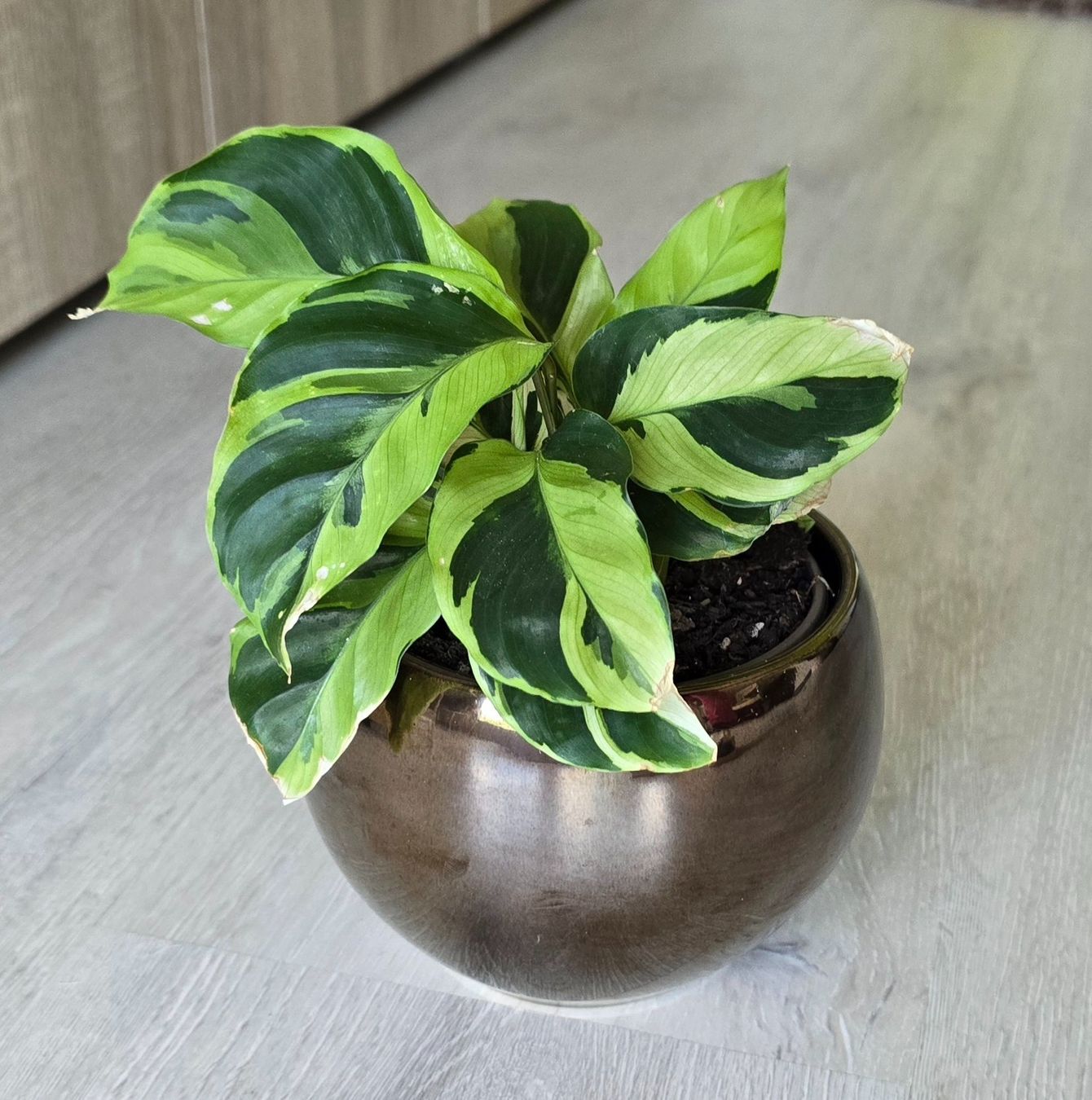 Piante & sementi: Calathea Yellow Fusion mit Topf – Nuovo (secondo la descrizione) da Aarburg venduto da Glitzerschein 3