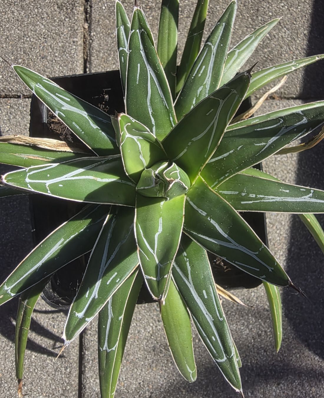 Piante & sementi: Agave victoria reginae 25cm – Usato da Basel venduto da AJacks 1